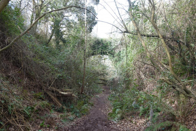 Halscombe Lane